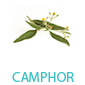 camphor